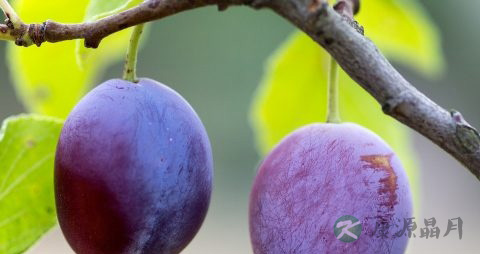 黑布林是酸性还是碱性