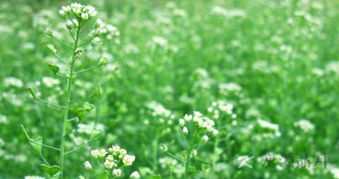 地米菜的营养价值_吃地米菜的好处 地米菜的营养价值_吃地米菜的好处