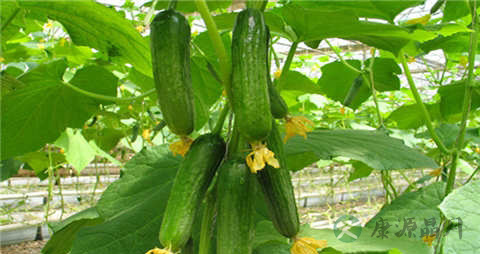 青瓜的营养价值_吃青瓜的好处