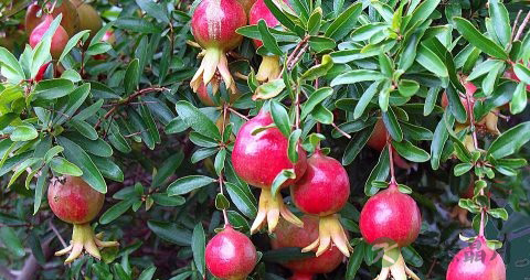 山楂的正确吃法 山楂的正确吃法