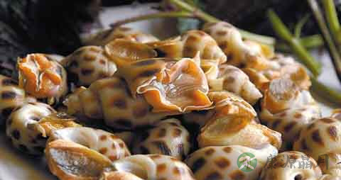 螺的吃法_哪些人不能吃螺 螺的吃法_哪些人不能吃螺