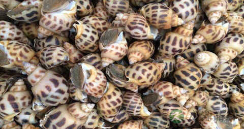 东风螺的吃法_哪些人不能吃东风螺