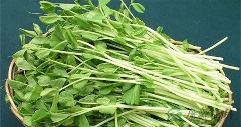 豌豆芽的吃法_哪些人不能吃豌豆芽