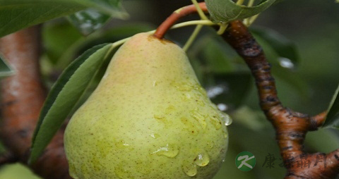 香蕉梨的吃法_哪些人不能吃香蕉梨