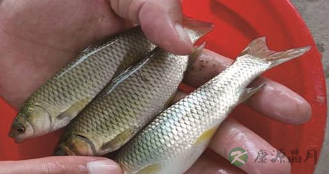 草鱼肠的营养价值_吃草鱼肠的好处