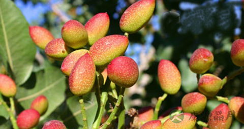 巴旦木的营养价值_吃巴旦木的好处