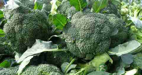 绿菜花的营养价值_吃绿菜花的好处