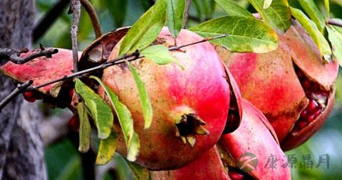 怎么剥石榴快速简单 怎么剥石榴快速简单