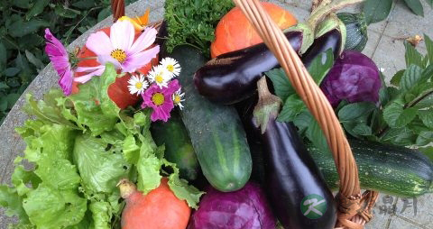 长茄子怎么做好吃 长茄子怎么做好吃