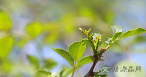 花椒芽的营养价值_吃花椒芽的好处