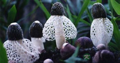 短裙竹荪的吃法_哪些人不能吃短裙竹荪