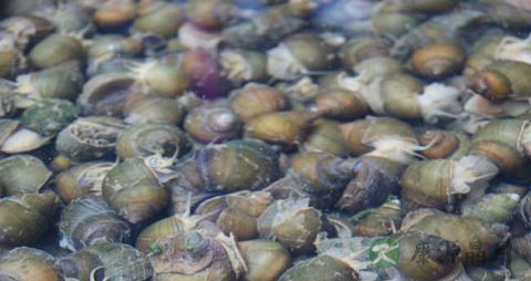 螺蛳和田螺有什么区别