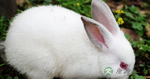 兔肉的营养价值_吃兔肉的好处