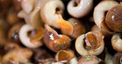 螺的吃法_哪些人不能吃螺 螺的吃法_哪些人不能吃螺