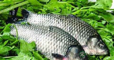 海附鱼的营养价值_吃海附鱼的好处 海附鱼的营养价值_吃海附鱼的好处