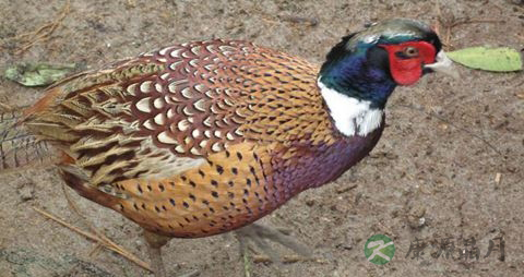 野山鸡的吃法_哪些人不能吃野山鸡
