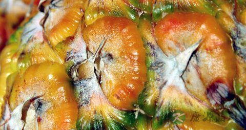 菠萝中间发黑能吃吗 菠萝中间发黑能吃吗