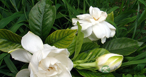 栀子花的吃法_哪些人不能吃栀子花