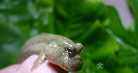 跳跳鱼的营养价值_吃跳跳鱼的好处