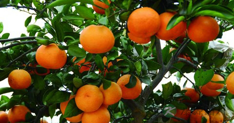 椪柑的营养价值_吃椪柑的好处