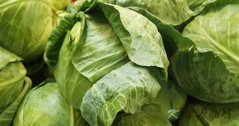 卷心菜做沙拉要焯水吗