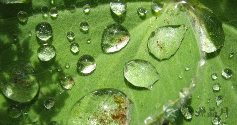 冬瓜皮荷叶茶的做法