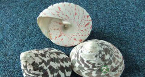 马蹄贝的营养价值_吃马蹄贝的好处