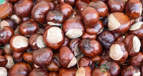 板栗和什么煲汤好喝
