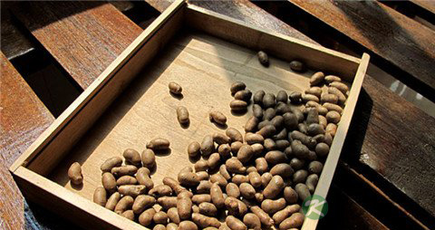 山药豆的营养价值_吃山药豆的好处