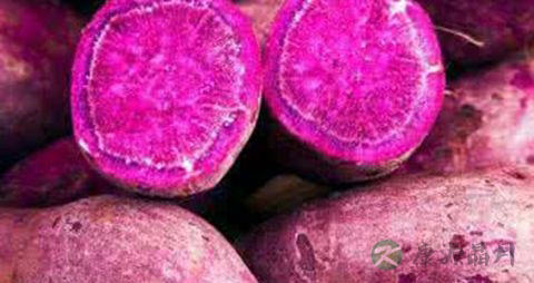 紫薯的最佳保存方法