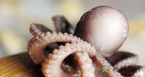 真蛸的营养价值_吃真蛸的好处 真蛸的营养价值_吃真蛸的好处