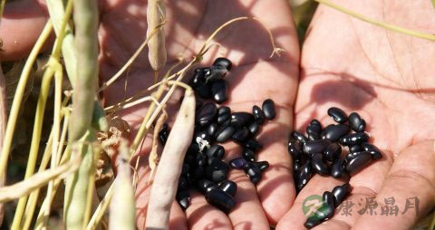 红豆和什么一起煮好 红豆和什么一起煮好