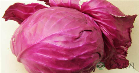 紫甘蓝凉拌需要焯水吗