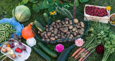 芹黄的吃法_哪些人不能吃芹黄 芹黄的吃法_哪些人不能吃芹黄