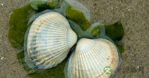 海扇的吃法_哪些人不能吃海扇