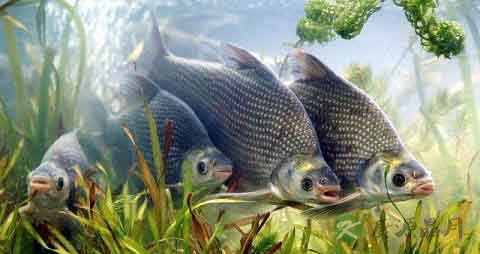 鲂鱼的营养价值_吃鲂鱼的好处 鲂鱼的营养价值_吃鲂鱼的好处