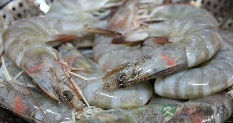 虾和蘑菇能一起吃吗 虾和蘑菇能一起吃吗