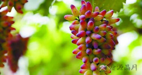 美人指的吃法_哪些人不能吃美人指 美人指的吃法_哪些人不能吃美人指