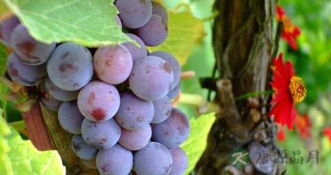 吃完葡萄可以喝水吗