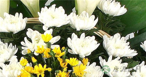 黄菊花和白菊花有什么区别
