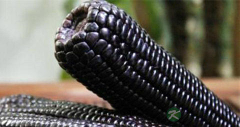 黑玉米的吃法_哪些人不能吃黑玉米