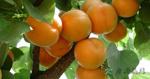 杏的营养价值_吃杏的好处