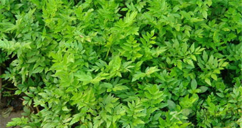 水芹菜的营养价值_吃水芹菜的好处