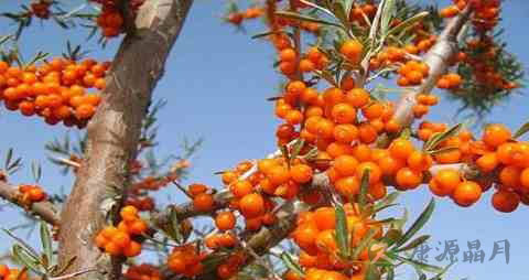 酸刺果的吃法_哪些人不能吃酸刺果