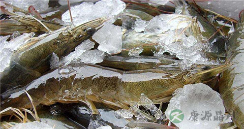 鲜虾怎么保存能维持新鲜度
