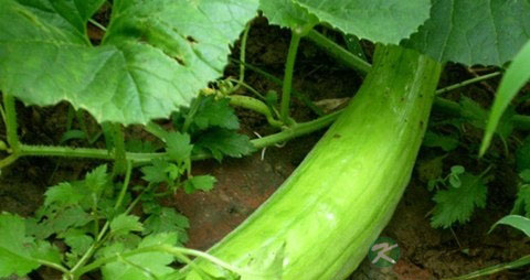 越瓜的营养价值_吃越瓜的好处