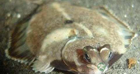 比目鱼的营养价值_吃比目鱼的好处