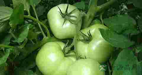 青西红柿怎么做好吃 青西红柿怎么做好吃