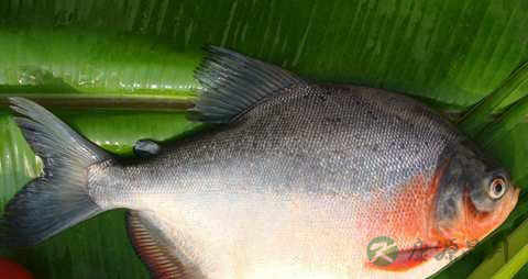 红鲳鱼的营养价值_吃红鲳鱼的好处 红鲳鱼的营养价值_吃红鲳鱼的好处