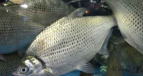 边鱼的吃法_哪些人不能吃边鱼 边鱼的吃法_哪些人不能吃边鱼